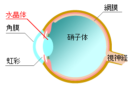 目の簡単な構造図